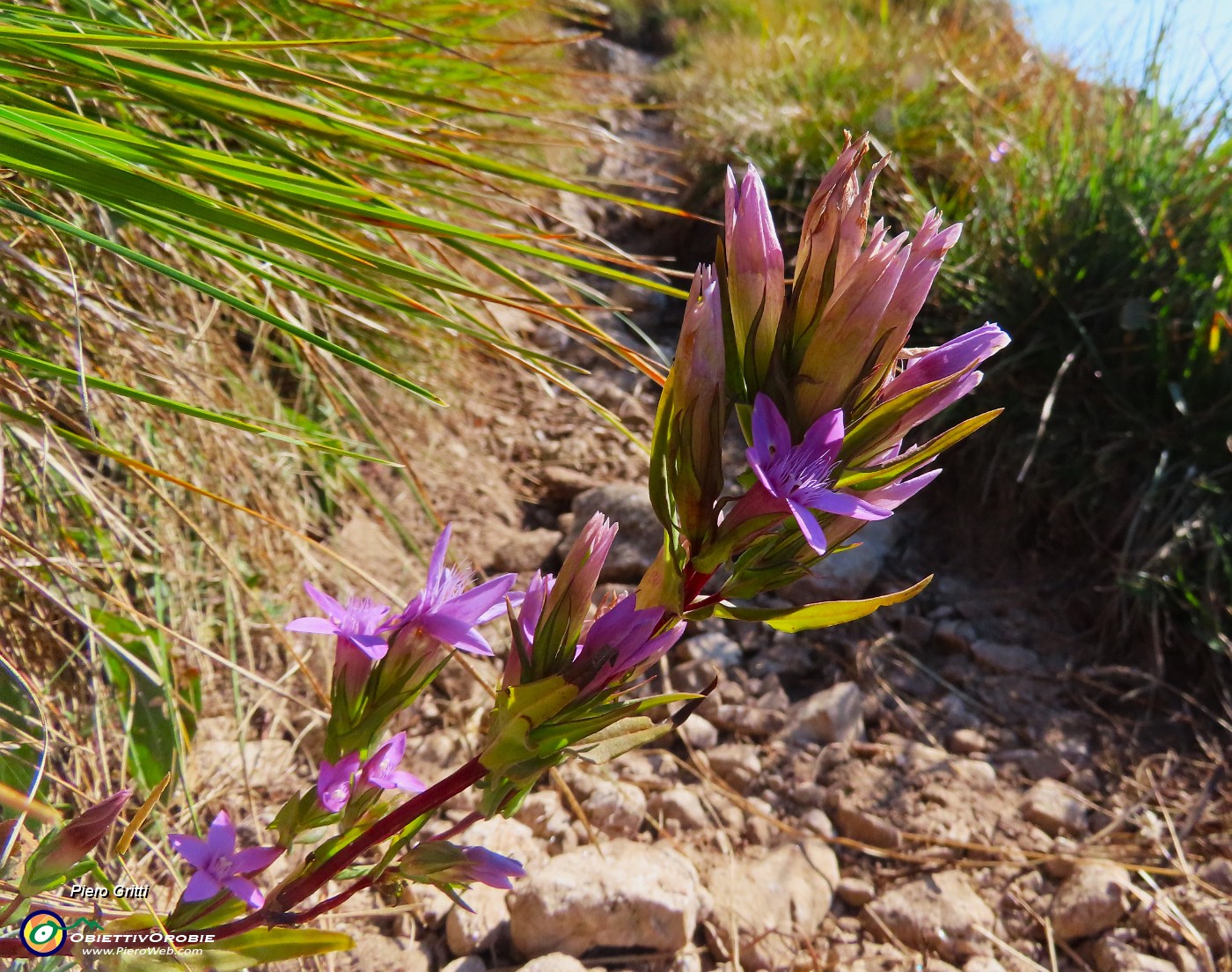 35 Gentianella anisodonta - Genzianella anisodonta baciata dal sole.JPG